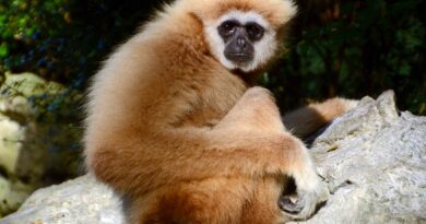 android gibbon wallpaper