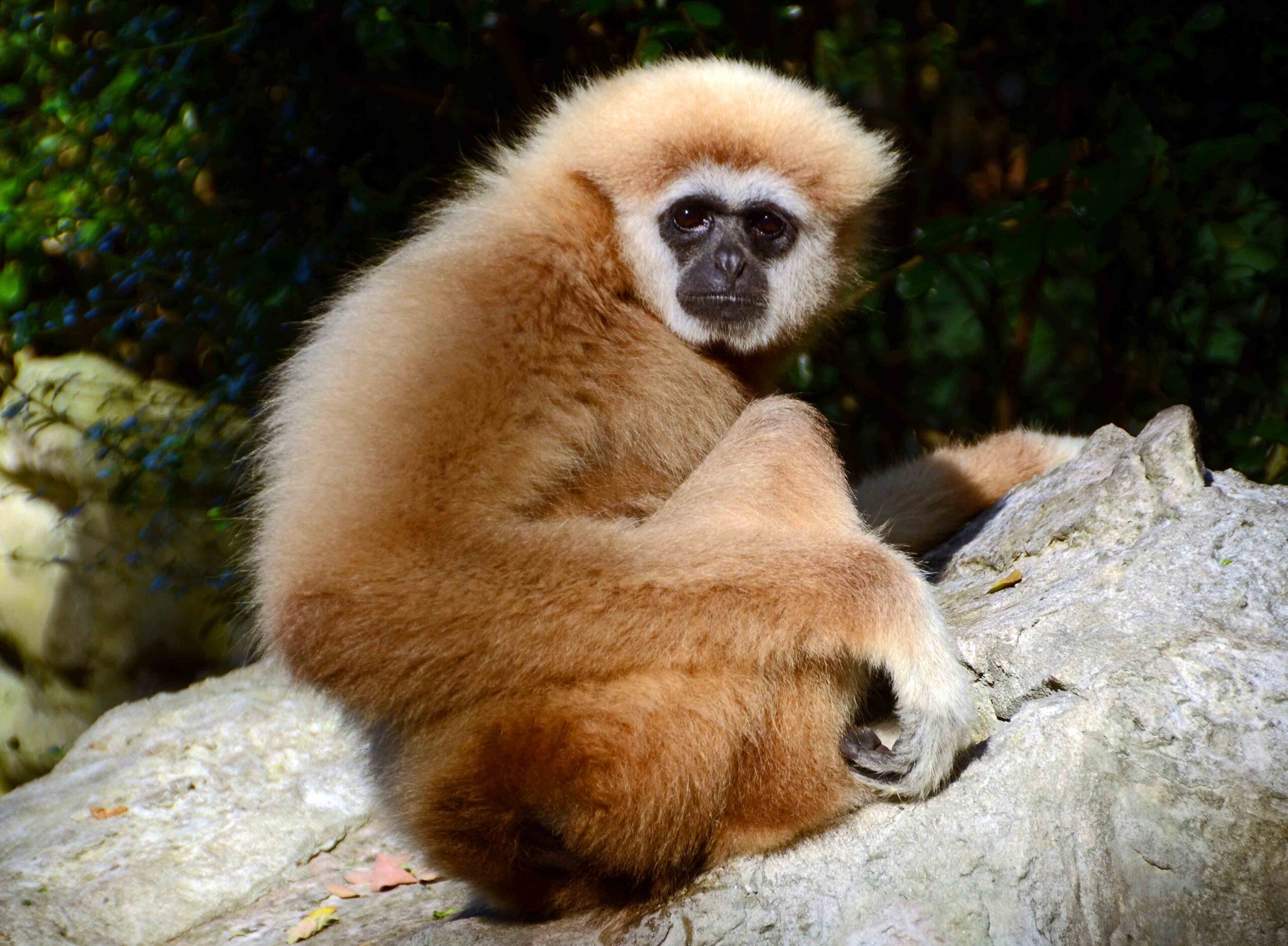 Websites To Download Android Gibbon Wallpaper